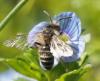 Andrena sp.